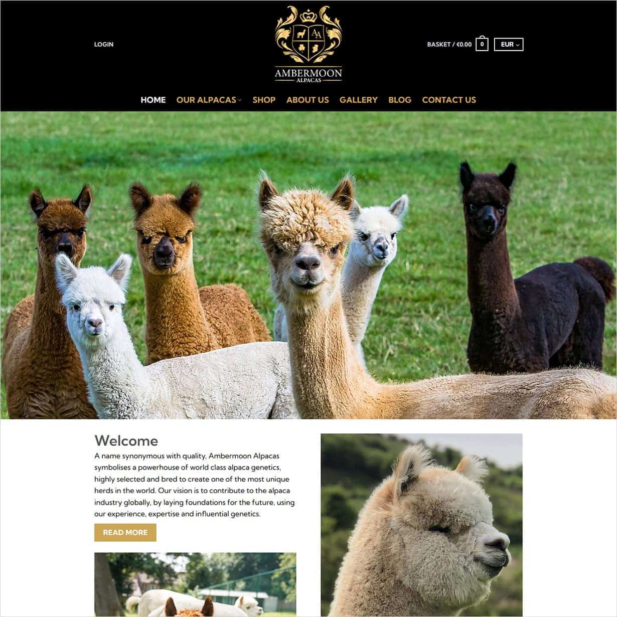 Ambermoon Alpacas – New eCommerce Website Launched
